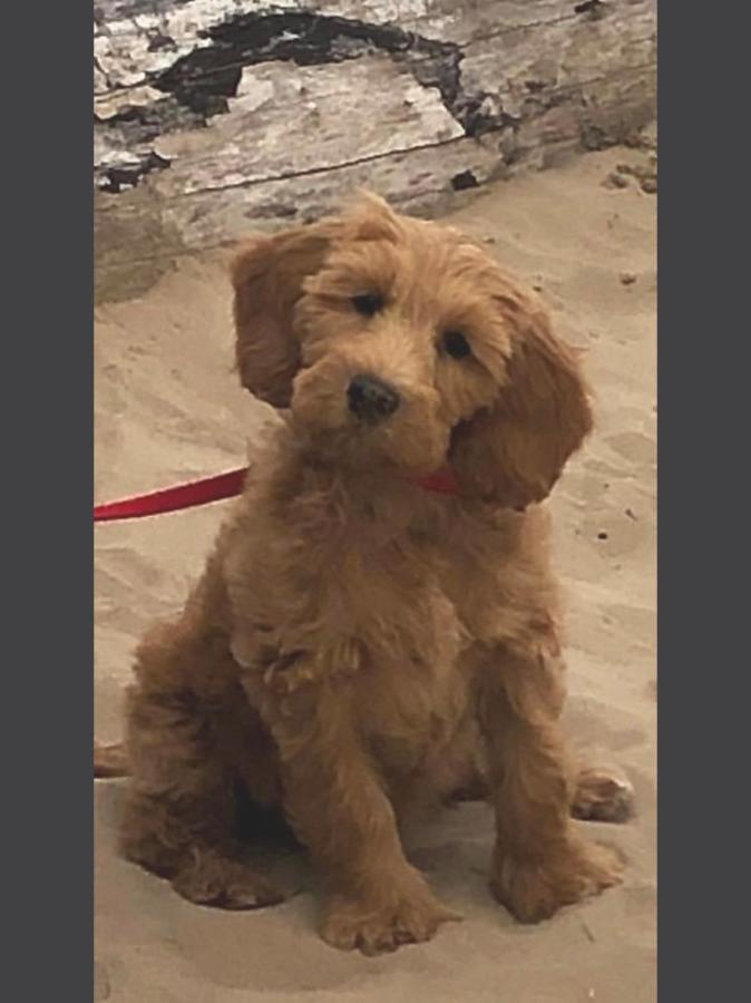 Pet Friendly Riverside Static Caravan チェダー エクステリア 写真